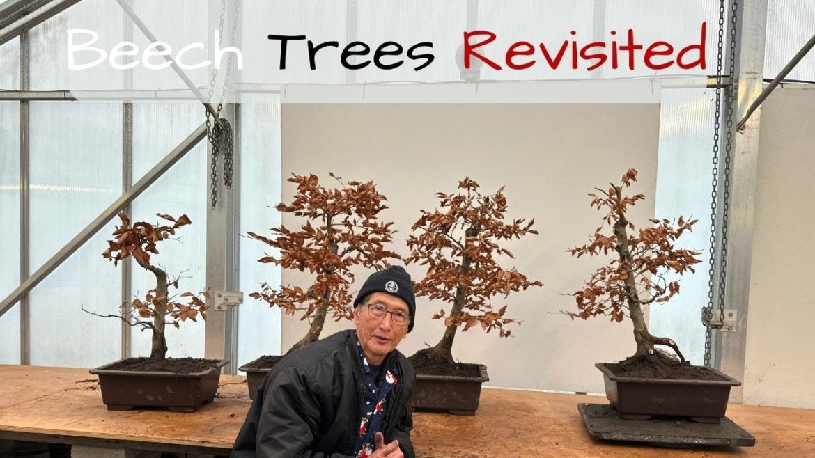 Beech Trees Revisited