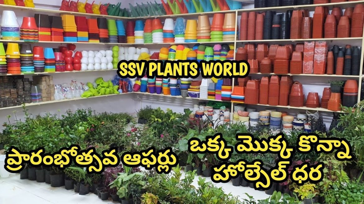 ఒక్క మొక్క కొన్న కొరియర్ | Buy  Plants, Pots & Gardening Items @ Wholesaler @ Water Fountains