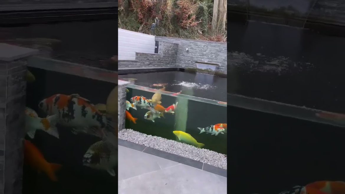 Coolest outside jumbo koi fish tank