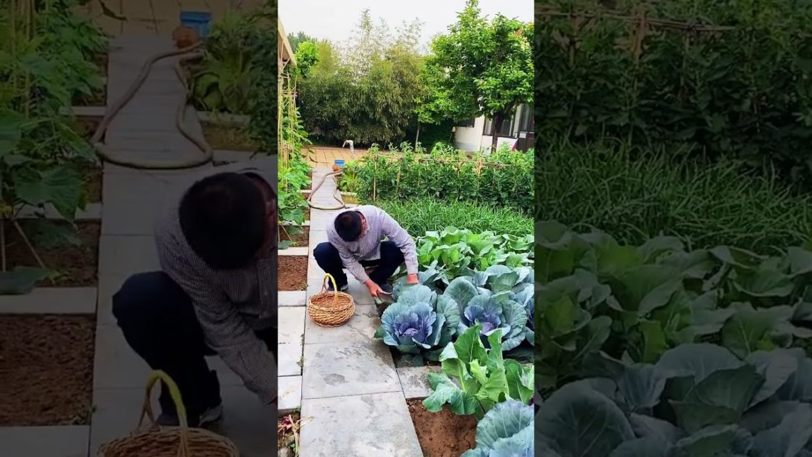 how to growth vegetable /gardening ideas for home how to growth vegetable /gardening ideas for home