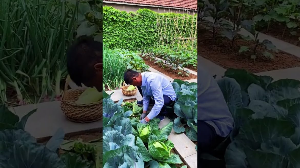 how to growth vegetable /gardening ideas for home