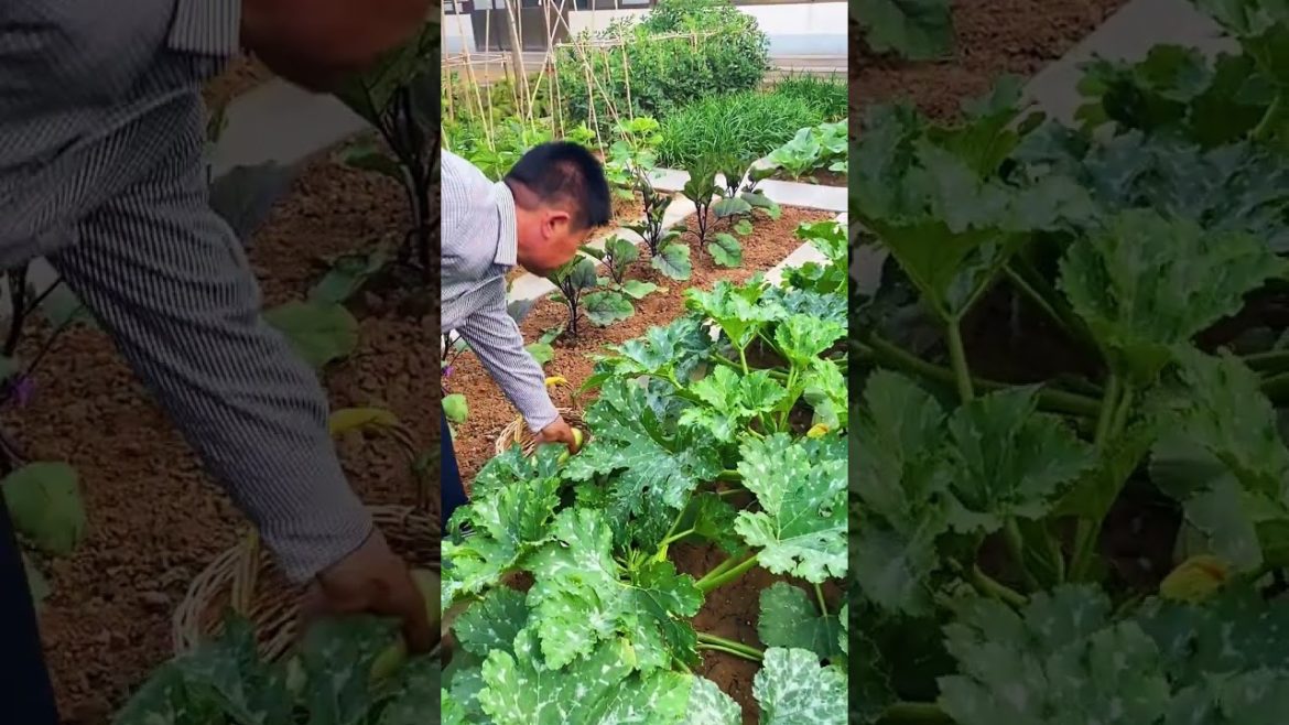 how to growth vegetable /gardening ideas for home how to growth vegetable /gardening ideas for home