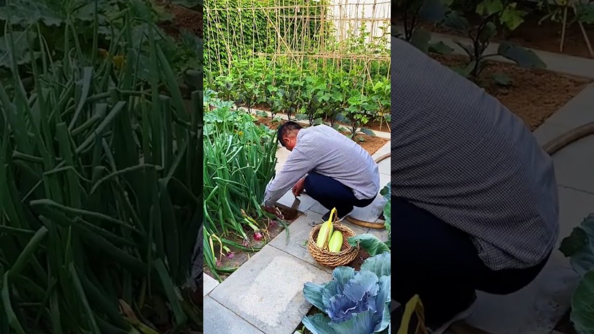 how to growth vegetable /gardening ideas for home
