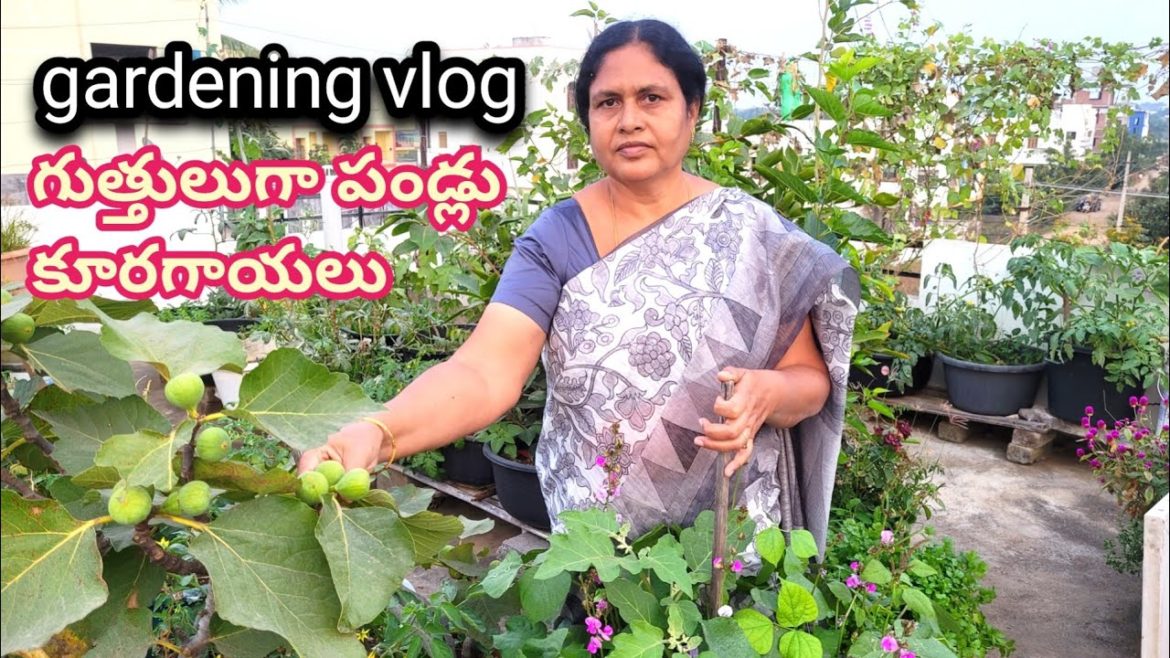 gardening vlag|| harvesting vlog||midde thota tips||housewife creatives gardening vlag|| harvesting vlog||midde thota tips||housewife creatives