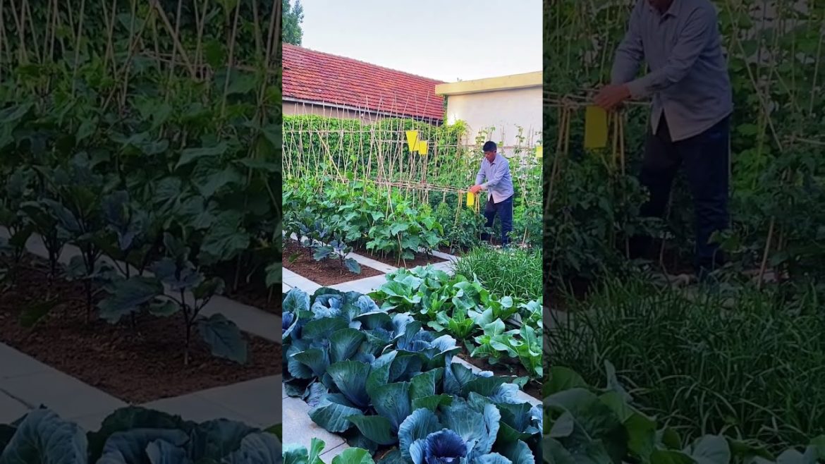 how to growth vegetable /gardening ideas for home how to growth vegetable /gardening ideas for home