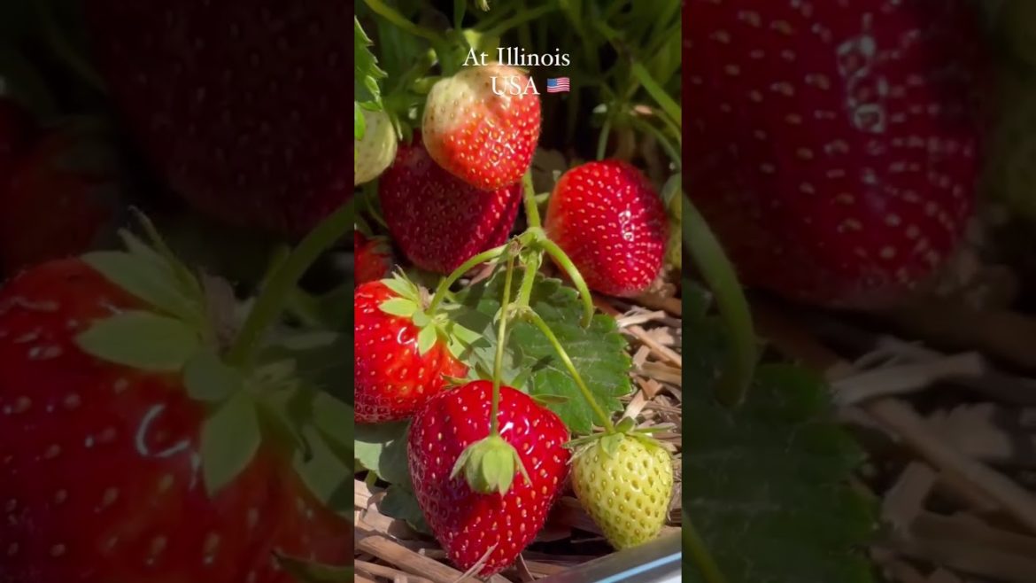 स्ट्रॉबेरी की खेती 🍓 |chef fruit cutting skill, Woodworking art skill, great cutting tips, #shorts स्ट्रॉबेरी की खेती 🍓 |chef fruit cutting skill, Woodworking art skill, great cutting tips, #shorts