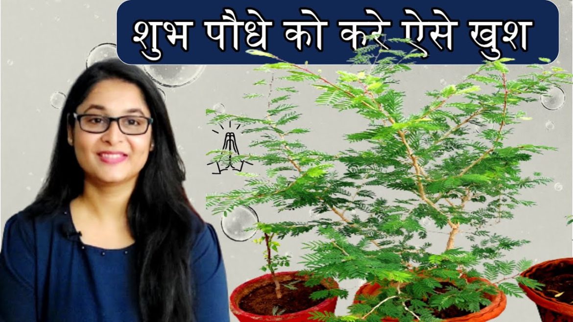 Tips to grow Shami Plant / Shami plant complete care / #shamiplant #gardening Tips to grow Shami Plant / Shami plant complete care / #shamiplant #gardening