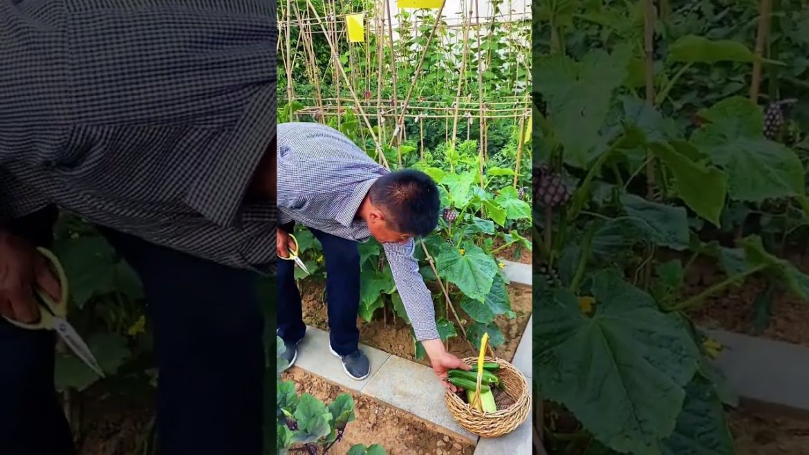 how to growth vegetable /gardening ideas for home how to growth vegetable /gardening ideas for home