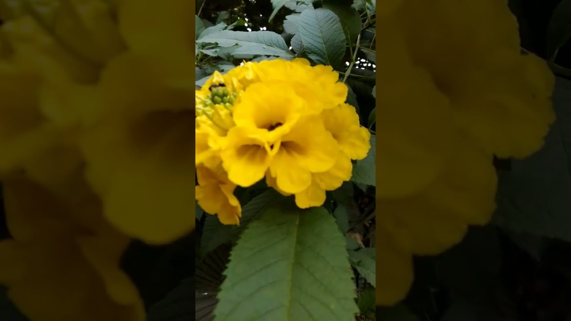Tecoma Beautiful flower | Yellow elder Flower | Vikas Gardening | #Shorts #yellowflower Tecoma Beautiful flower | Yellow elder Flower | Vikas Gardening | #Shorts #yellowflower
