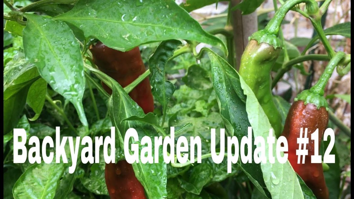2016 Backyard Garden Update #12 2016 Backyard Garden Update #12