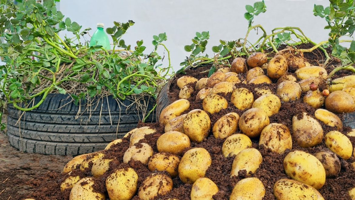 Potatoes will many tuber if you grow this method, recycle tires to grow potatoes Potatoes will many tuber if you grow this method, recycle tires to grow potatoes