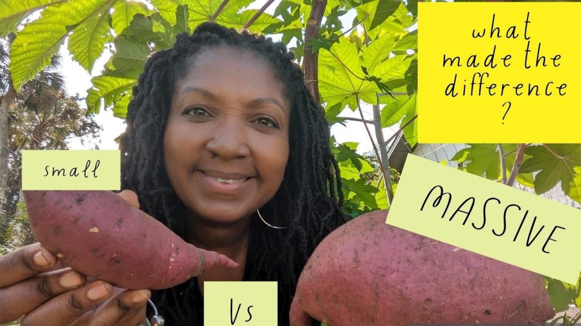 2 Murasaki sweet potato harvests - one epic and one small -what made the difference?