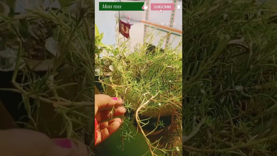 🌸update of "moss rose" in ❄️winter season|gardening tips #shorts #viral #beautiful #ytshorts #care