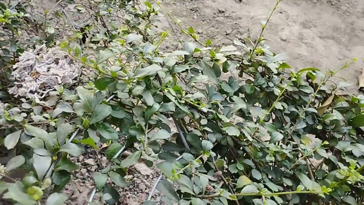 beautiful design of boxwood plant