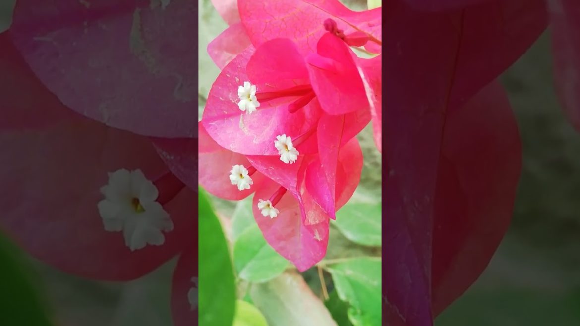 My Small Beautiful Home Garden Raining In My Backyard #shorts #garden