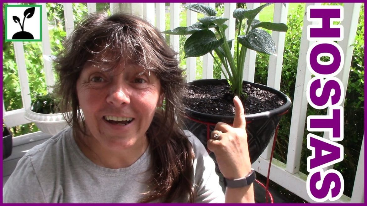 Planting Edible Hostas In Our Container Garden !
