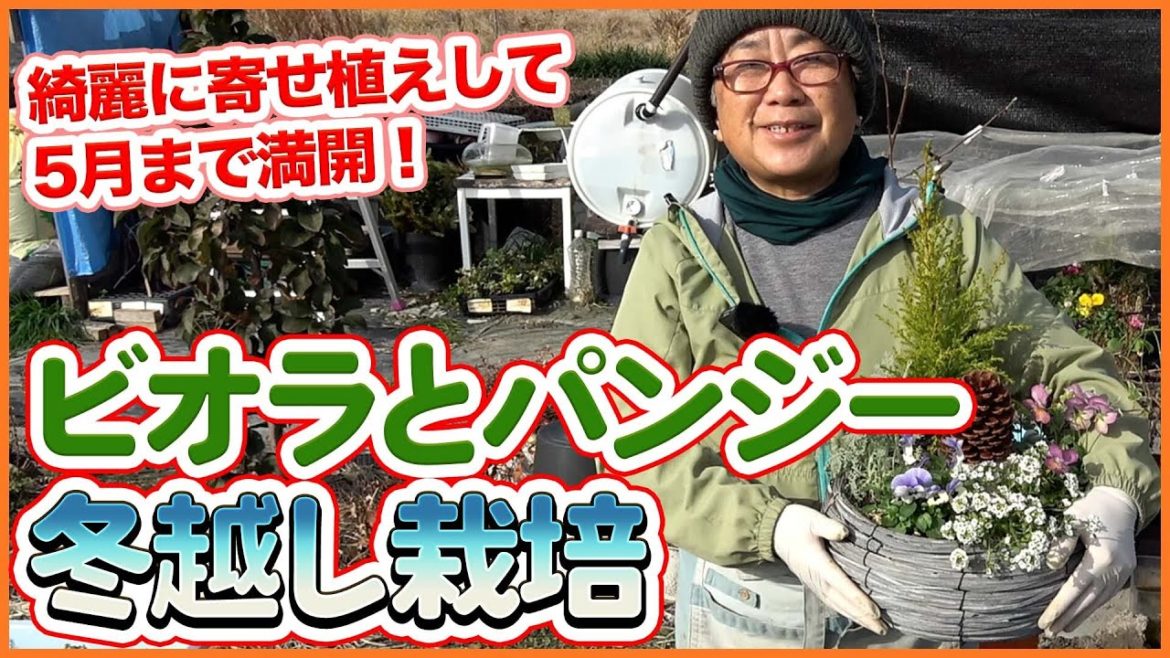 12月ガーデニングでビオラとパンジーの冬越し栽培！綺麗に寄せ植えして5月まで満開にする冬越し方法を徹底解説！【農家直伝】/Tips for growing violas and pansies.
