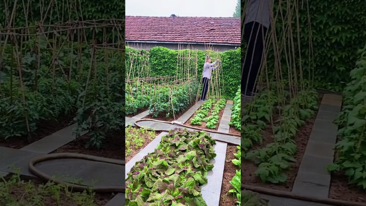 how to growth vegetable /gardening ideas for home
