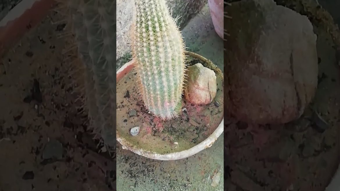 My Small Beautiful Home Garden Raining In My Backyard #shorts #garden