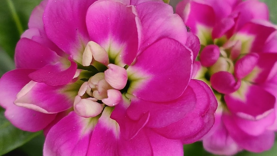 most beautiful flowers ! beautiful natural flower#Billo song#shorts #ytshorts #flower