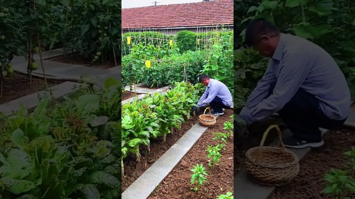 how to growth vegetable /gardening ideas for home how to growth vegetable /gardening ideas for home