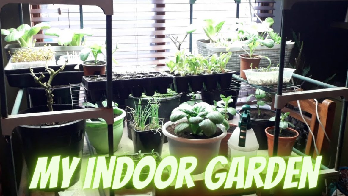 My Indoor Garden [Gardening Allotment UK] [Grow Vegetables At Home ]