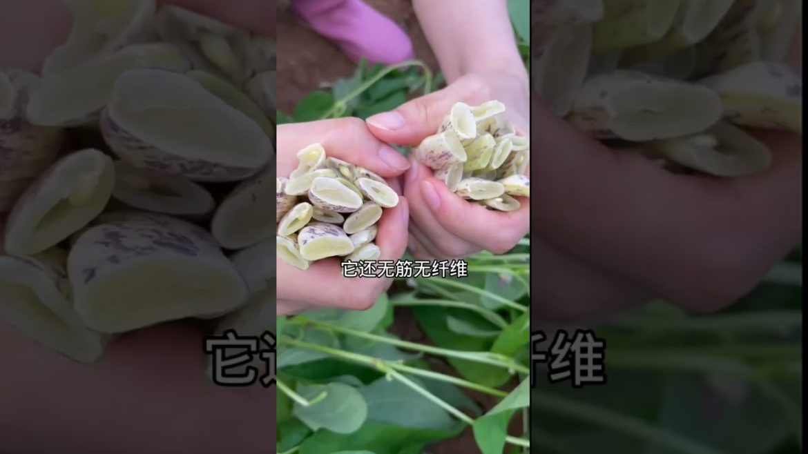 how to growth vegetable /gardening ideas for home how to growth vegetable /gardening ideas for home