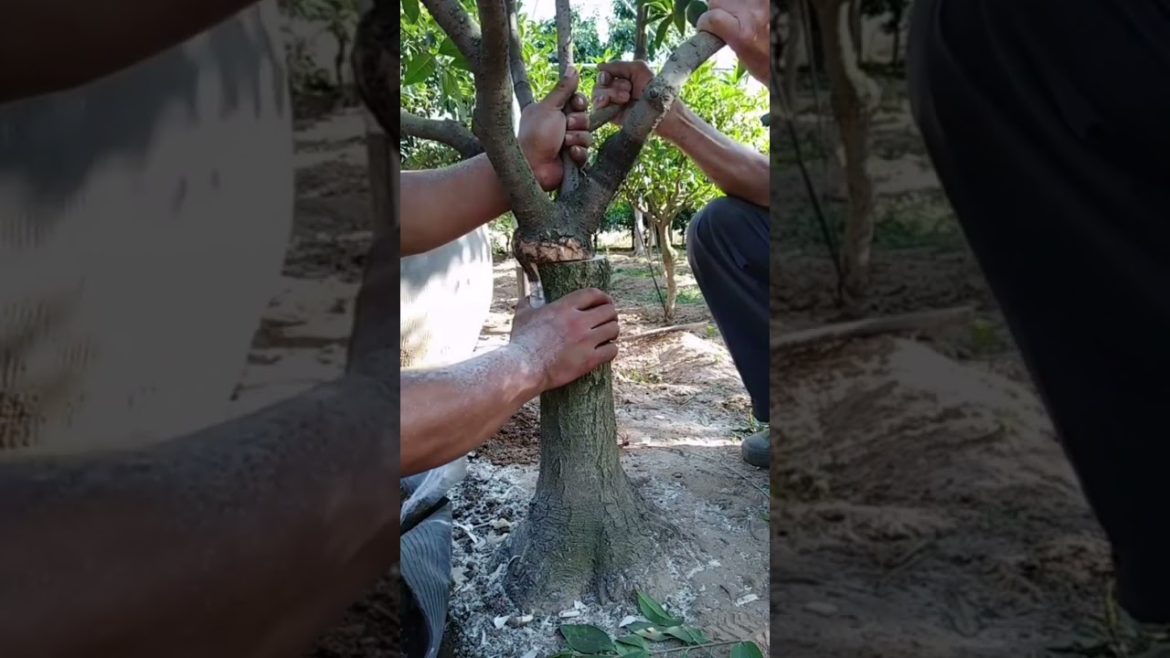 Tips Pairing sticky Straight two trunks together part7 #shorts #satisfying #funny #Agriculture