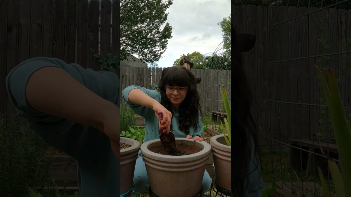 Panting Spring Bulbs | Daffodils