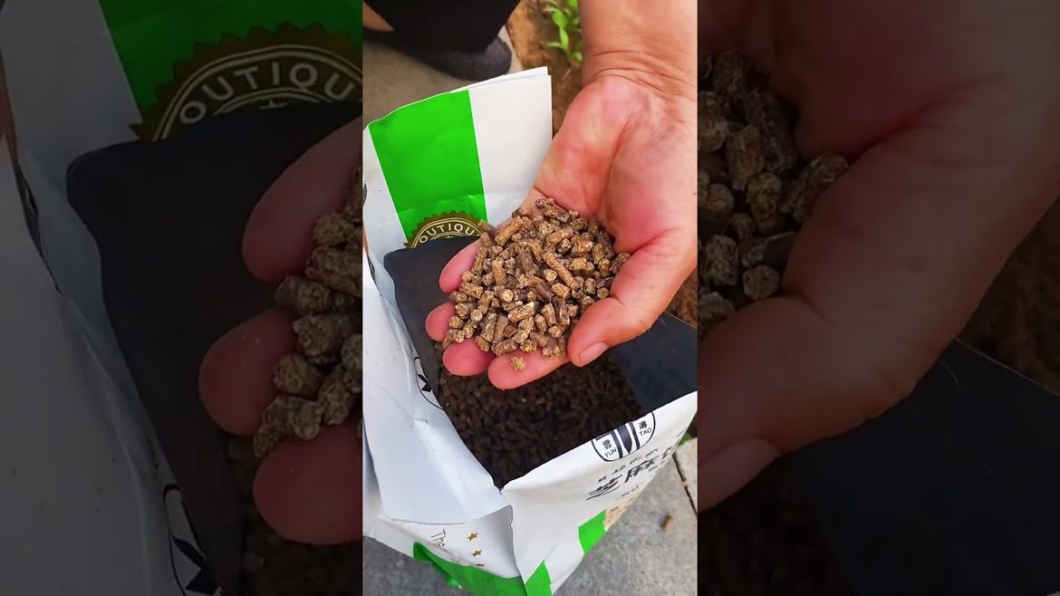 how to growth vegetable /gardening ideas for home