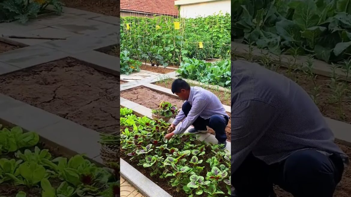 how to growth vegetable /gardening ideas for home