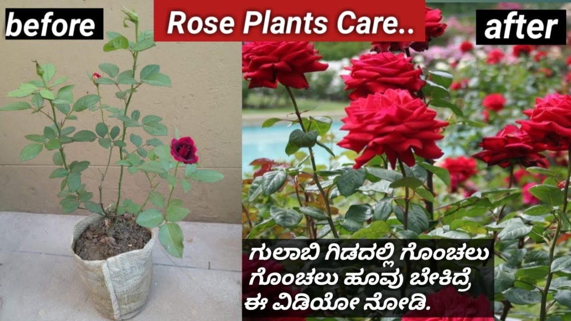 How to prune Rose Plants to get Mixinum Bloom/Rose plant best fertilizer/secrets of rose pruning.