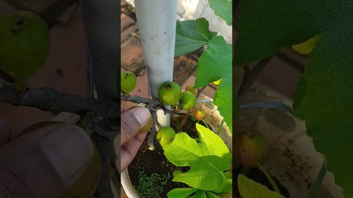 😛😜 Pune red fig fruit plants/very tasty/ அத்தி/Harvesting/terrace garden