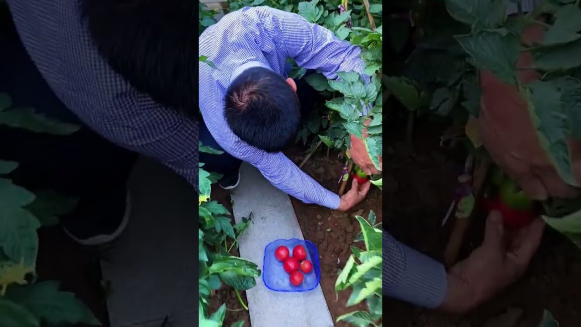 how to growth vegetable /gardening ideas for home