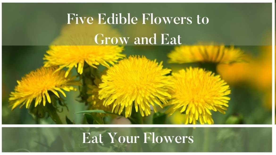 Five Flowers to Grow And Eat Too|Edible Flowers|Flower Garden|Gardening Advice Five Flowers to Grow And Eat Too|Edible Flowers|Flower Garden|Gardening Advice