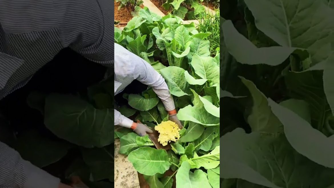 how to growth vegetable /gardening ideas for home