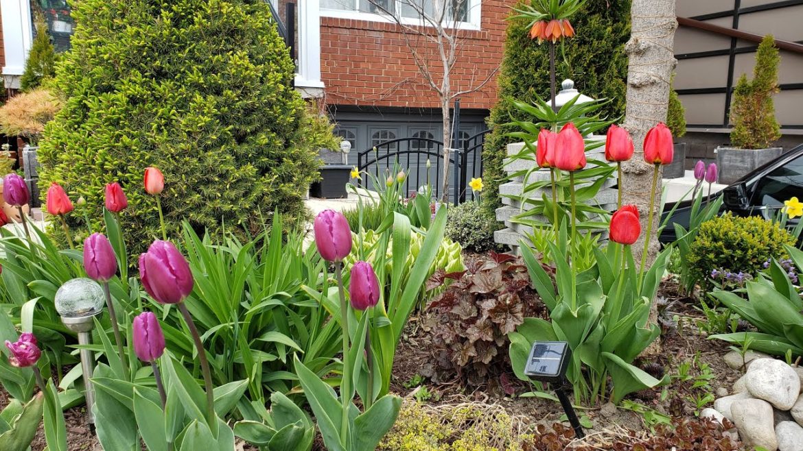 Tulips Blooming in My Front Yard | Spring Garden Tour 🌷