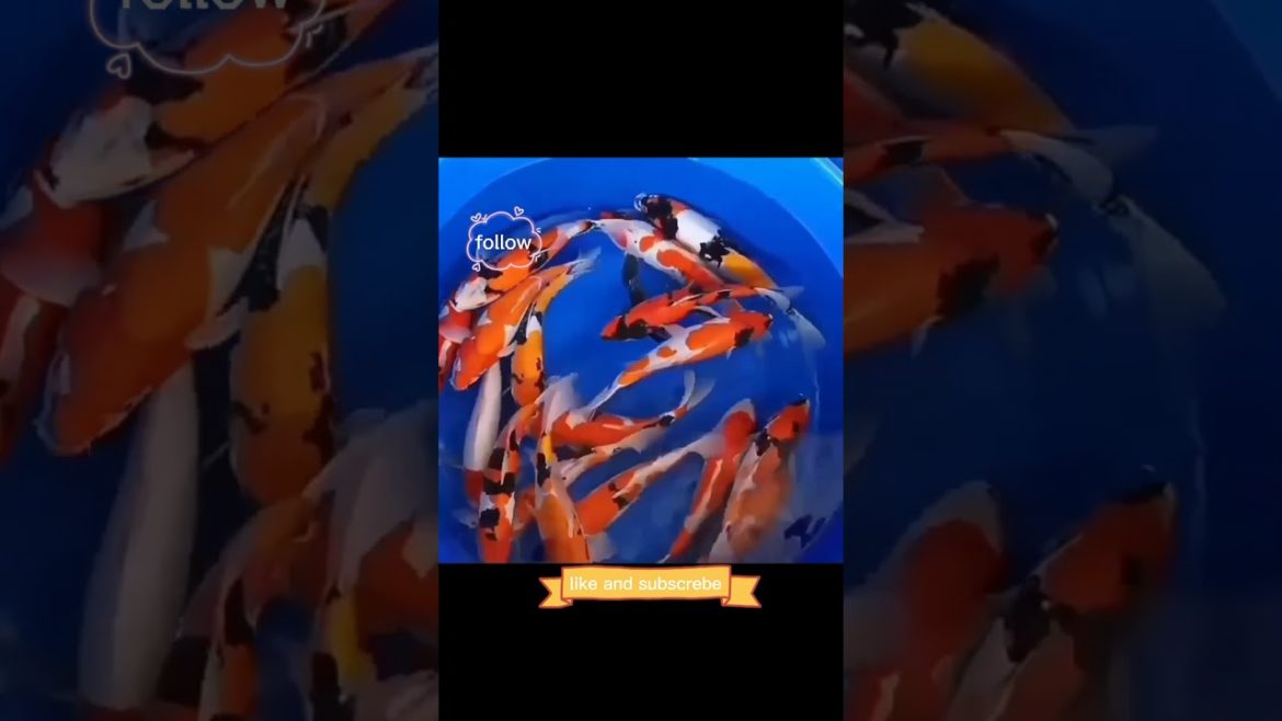 jumbo koi fish #shorts jumbo koi fish #shorts