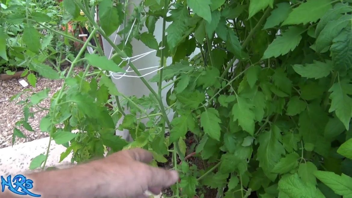 How to prune tomato plants for maximum yield | Garden tips