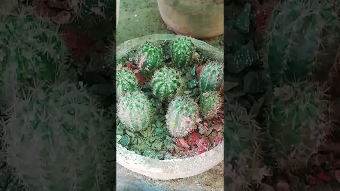 My Small Beautiful Home Garden Raining In My Backyard #shorts #garden