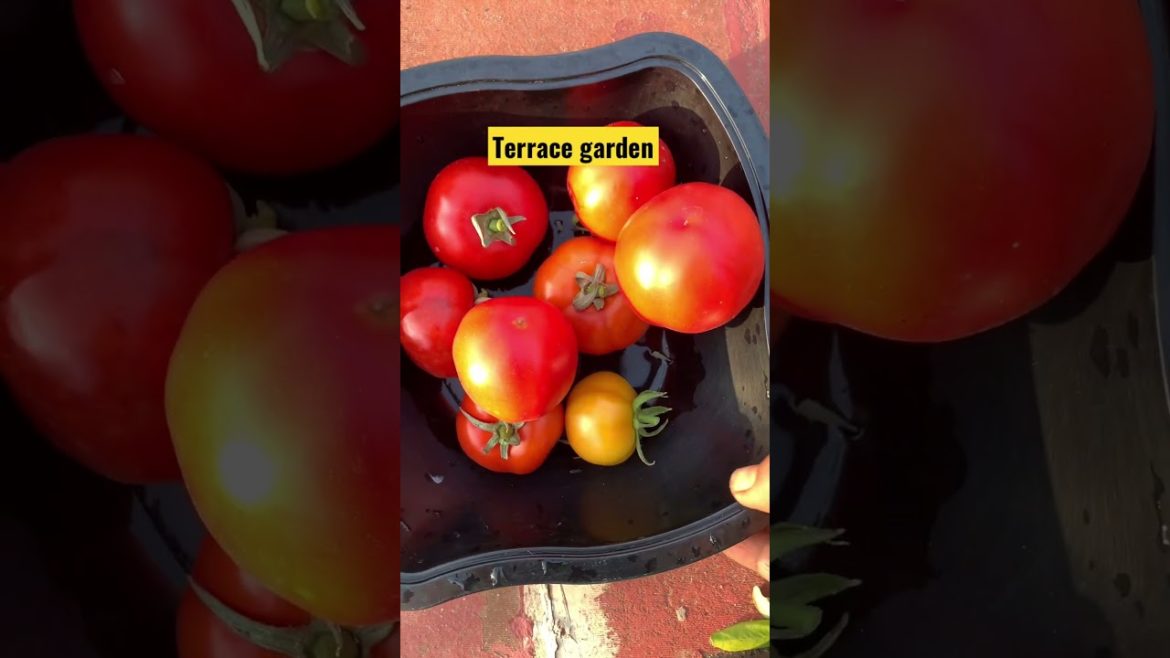 சும்மா தள தள ன்னு..🤪😍organic tomato harvest #organictomato#terracegarden#shorts