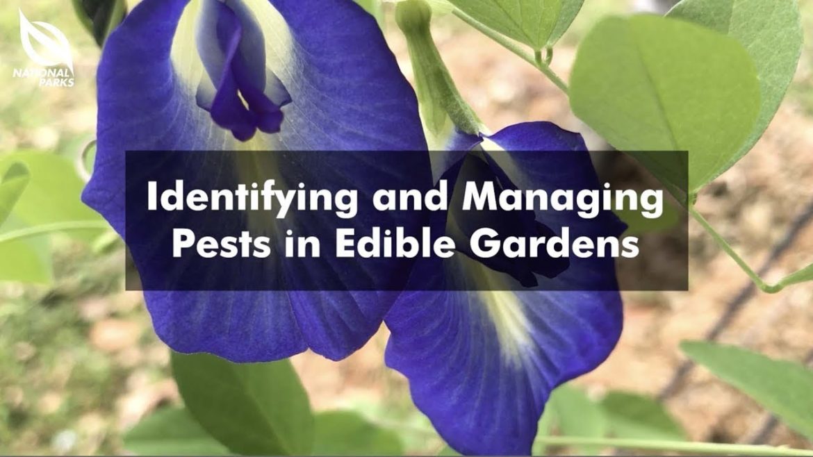Identifying and Managing Pests in Edible Gardens | SGF Hort Show 2021