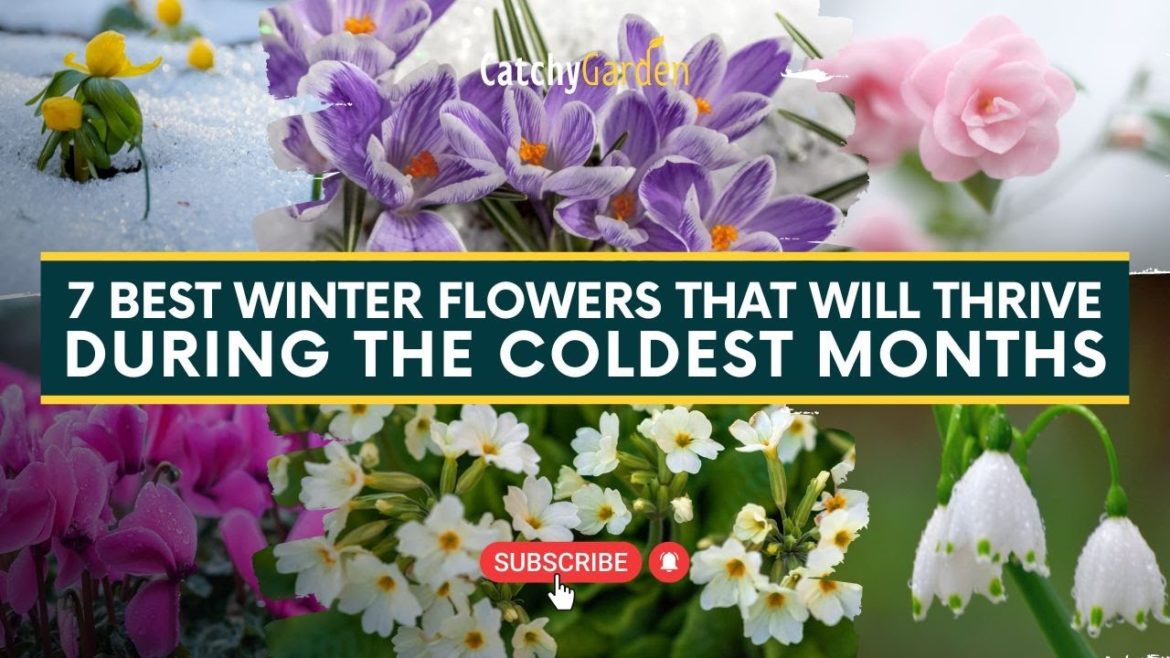 7 Best Winter Flowers That Will Thrive During the Coldest Months π·π» // Gardening Ideas 7 Best Winter Flowers That Will Thrive During the Coldest Months π·π» // Gardening Ideas