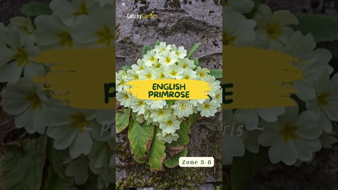 7 Best Winter Flowers That Will Thrive During the Coldest Months 🌷🌻 // #short #shorts