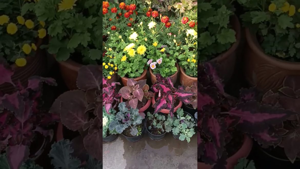 प्रकृति का नजारा#shortsvideo #youtubeshorts #trending#viral #gardeningtips