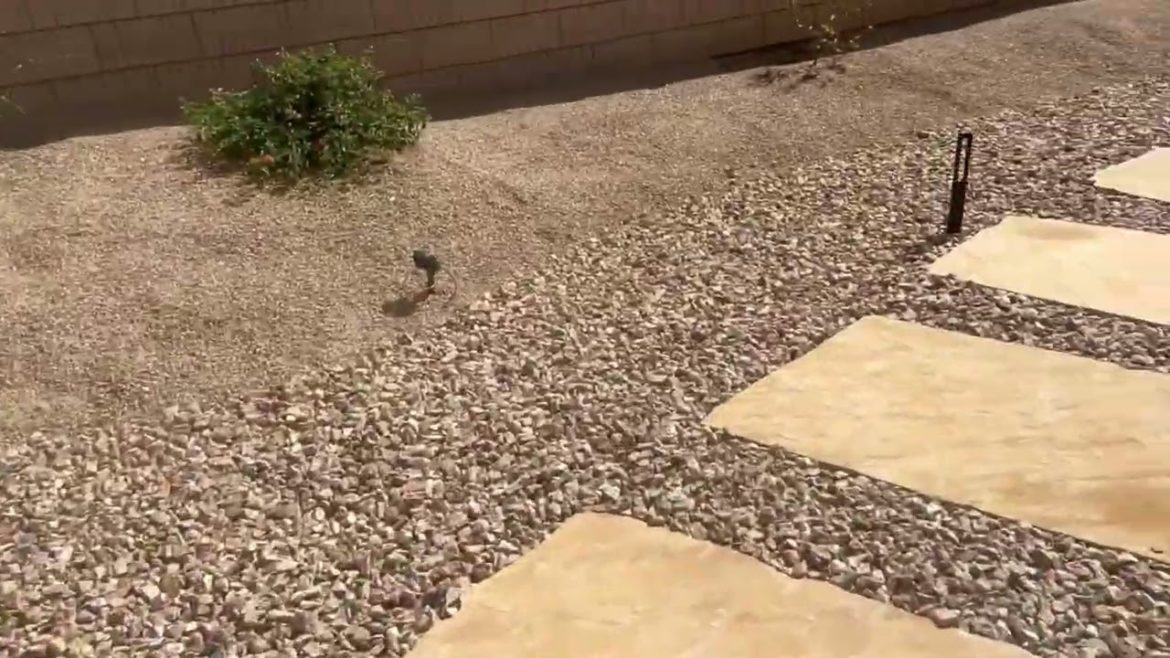 Ortiz landscape - house Backyard patio