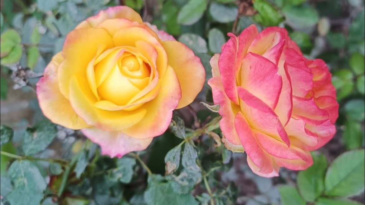 Beautiful flowers rose! Natural Flowers#shorts#vairal#shortvideo Beautiful flowers rose! Natural Flowers#shorts#vairal#shortvideo