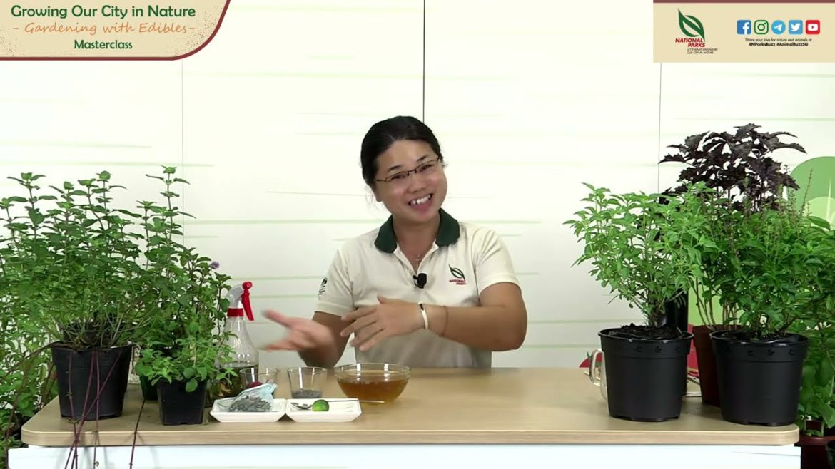 Gardening Masterclass: Growing Mint & Basil Gardening Masterclass: Growing Mint & Basil