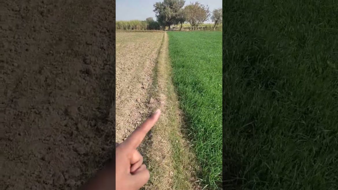 Gardening/Agriculture Tips|Sowing at time & After time|گندم اگیتی یا پچھیتی#shorts