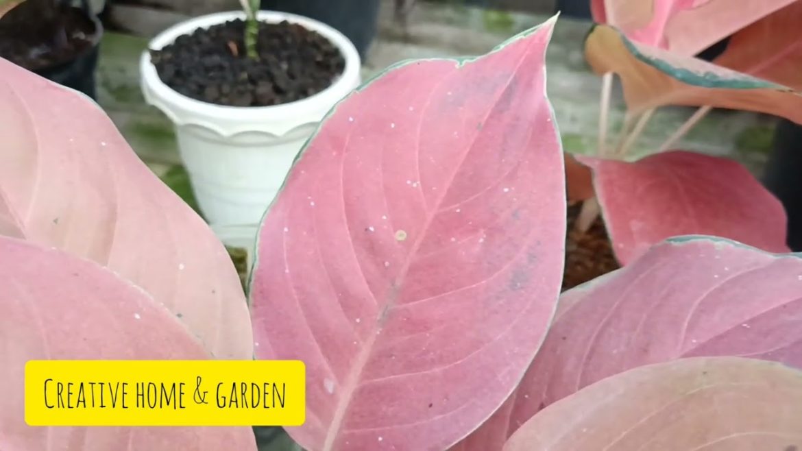 Lovely Aglaonema Plant Collection  - Chinese Evergreen Varieties